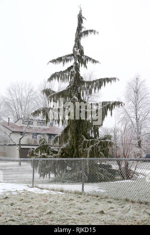 London, Ontario, Kanada. 6. Februar, 2019. Schulen wurden geschlossen und Verkehr wurde verzögert, da die Temperaturen von -5 und Regen im Südwesten von Ontario in Eisbahn und drehte sich um. Credit: Lukas Durda/Alamy leben Nachrichten Stockfoto