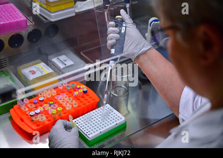 07. Februar 2019, Sachsen-Anhalt, Halle (Saale): In der Gentechnik Überwachung Labor des Landesamtes für Umweltschutz Sachsen-anhalt, Damaris Horn ist sipping Reaktion die Vorbereitungen für die Polymerase Chain Reaction (PCR) in einer speziellen Kabine. Das Labor des Staatlichen Amtes besteht seit 20 Jahren. Unter anderem Werke von Release Experimente, Samen, sondern auch die Proben aller Arten von Labor Oberflächen von Gentechnik Pflanzen sind für genetische Veränderung untersucht. Im letzten Jahr wurde das Labor modernisiert und erweitert, um den erhöhten Stockfoto