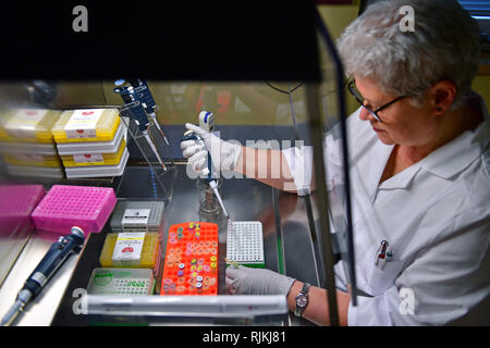 07. Februar 2019, Sachsen-Anhalt, Halle (Saale): In der Gentechnik Überwachung Labor des Landesamtes für Umweltschutz Sachsen-anhalt, Damaris Horn ist sipping Reaktion die Vorbereitungen für die Polymerase Chain Reaction (PCR) in einer speziellen Kabine. Das Labor des Staatlichen Amtes besteht seit 20 Jahren. Unter anderem Werke von Release Experimente, Samen, sondern auch die Proben aller Arten von Labor Oberflächen von Gentechnik Pflanzen sind für genetische Veränderung untersucht. Im letzten Jahr wurde das Labor modernisiert und erweitert, um den erhöhten Stockfoto