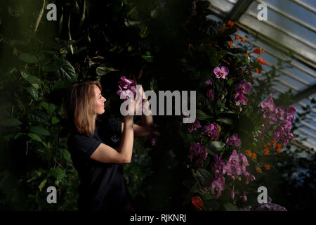 (190207) -- LONDON, Februar 7, 2019 (Xinhua) - Kew Gärtner Hannah-Taste setzt den letzten Schliff für den Gartenbau Anzeige von Kew Orchid Festival 2019 in Kew Gardens in London statt, der Hauptstadt von Großbritannien, Februar 7, 2019. Ab Februar 9. bis 10. März, das Festival ist auf dem Land von Kolumbien zum ersten Mal gestaltet und verfügt über 6.200 farbenprächtige Orchideen und Hunderte von anderen tropischen Pflanzen. (Xinhua / Han Yan) Stockfoto