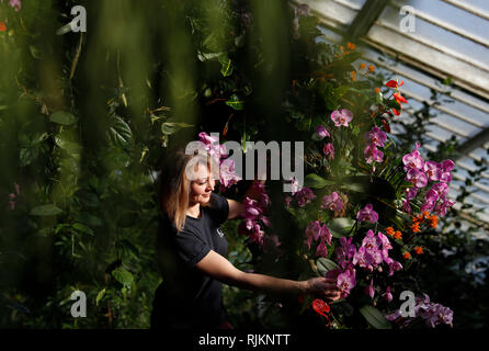 (190207) -- LONDON, Februar 7, 2019 (Xinhua) - Kew Gärtner Hannah-Taste setzt den letzten Schliff für den Gartenbau Anzeige von Kew Orchid Festival 2019 in Kew Gardens in London statt, der Hauptstadt von Großbritannien, Februar 7, 2019. Ab Februar 9. bis 10. März, das Festival ist auf dem Land von Kolumbien zum ersten Mal gestaltet und verfügt über 6.200 farbenprächtige Orchideen und Hunderte von anderen tropischen Pflanzen. (Xinhua / Han Yan) Stockfoto