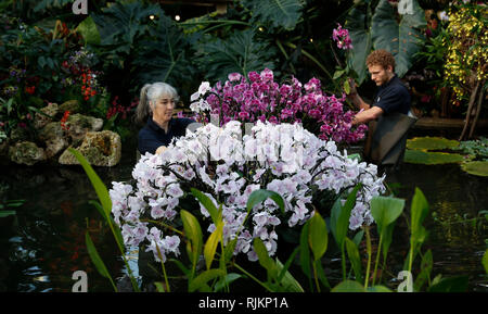 (190207) -- LONDON, Februar 7, 2019 (Xinhua) - Kew Diplomanden Sal Demain (L) und Michael Antonetti in den letzten Schliff für die gärtnerischen Anzeige von Kew Orchid Festival 2019 in Kew Gardens in London statt, der Hauptstadt von Großbritannien, Februar 7, 2019. Ab Februar 9. bis 10. März, das Festival ist auf dem Land von Kolumbien zum ersten Mal gestaltet und verfügt über 6.200 farbenprächtige Orchideen und Hunderte von anderen tropischen Pflanzen. (Xinhua / Han Yan) Stockfoto