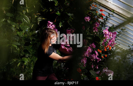 (190207) -- LONDON, Februar 7, 2019 (Xinhua) - Kew Gärtner Hannah-Taste setzt den letzten Schliff für den Gartenbau Anzeige von Kew Orchid Festival 2019 in Kew Gardens in London statt, der Hauptstadt von Großbritannien, Februar 7, 2019. Ab Februar 9. bis 10. März, das Festival ist auf dem Land von Kolumbien zum ersten Mal gestaltet und verfügt über 6.200 farbenprächtige Orchideen und Hunderte von anderen tropischen Pflanzen. (Xinhua / Han Yan) Stockfoto