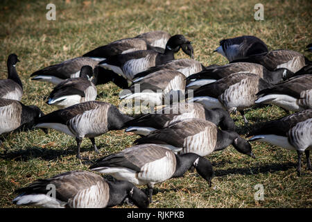 Eine Menge der kanadischen Gänse genießen Brooklyn Bridge Park in New York am Samstag, 2. Februar 2019. (Â© Richard b. Levine) Stockfoto