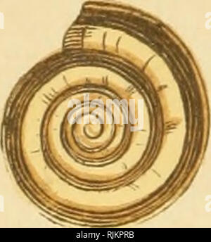 . Schöne Muscheln; ihre Art, Struktur und verwendet im Volksmund erklärte, mit Wegbeschreibungen für die Sammlung, Reinigung, und Anordnen im Schaltschrank und Beschreibungen der bemerkenswertesten Arten. Shells. yo ijg&gt;. Bitte beachten Sie, dass diese Bilder sind von der gescannten Seite Bilder, die digital für die Lesbarkeit verbessert haben mögen - Färbung und Aussehen dieser Abbildungen können nicht perfekt dem Original ähneln. extrahiert. Adams, H. G. (Henry Gardiner), 1811 oder 12-1881. London, Groombridge und Söhne Stockfoto