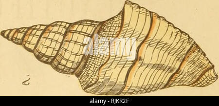 . Schöne Muscheln; ihre Art, Struktur und verwendet im Volksmund erklärte, mit Wegbeschreibungen für die Sammlung, Reinigung, und Anordnen im Schaltschrank und Beschreibungen der bemerkenswertesten Arten. Shells. . Bitte beachten Sie, dass diese Bilder sind von der gescannten Seite Bilder, die digital für die Lesbarkeit verbessert haben mögen - Färbung und Aussehen dieser Abbildungen können nicht perfekt dem Original ähneln. extrahiert. Adams, H. G. (Henry Gardiner), 1811 oder 12-1881. London, Groombridge und Söhne Stockfoto