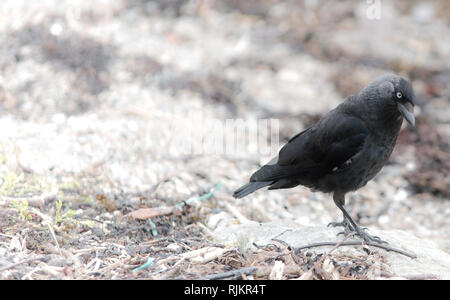 Dohle Vogel auf hellen Hintergrund isoliert Stockfoto