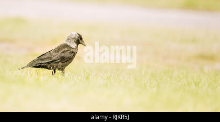 Dohle Vogel auf der Bright Green Grass isoliert Stockfoto