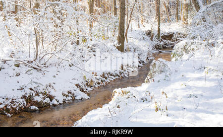 Ein ruhiger Bach schlängelt sich durch den Wald an einem verschneiten Wintertag. Stockfoto