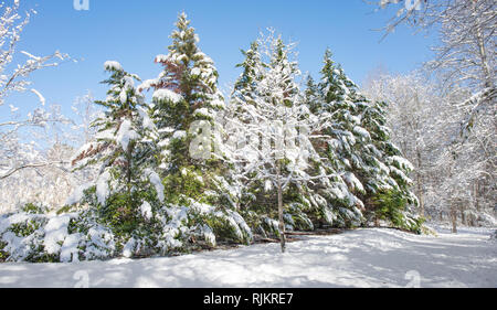 Eine Reihe von immergrünen Bäumen und alles weiße flauschige Schnee bedeckt an einem sonnigen Nachmittag mit einem strahlend blauen Himmel. Höhere Sättigung der Col zu machen Stockfoto