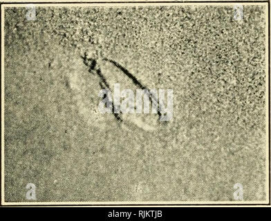 . Strand Gras. Natürliche Geschichte - Outdoor Bücher; Sanddünen, Strände; Natural History - - Massachusetts. DEER TRACKS IN HARTEN SAND. Bitte beachten Sie, dass diese Bilder sind von der gescannten Seite Bilder, die digital für die Lesbarkeit verbessert haben mögen - Färbung und Aussehen dieser Abbildungen können nicht perfekt dem Original ähneln. extrahiert. Townsend, Charles Wendell, 1859 -. Boston, Marshall Jones Co. Stockfoto