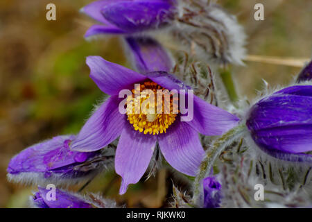 Frühlings Erwachen, Blumen des Dunklen wiese Rindsleder im Frühjahr, Pulsatilla pratensis, kleine Pasque flower Stockfoto