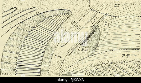 . Die bashford Dean memorial Volume:. Fische, Haie, Fische, Fossil. 424 Bashford Dean lAemorial Volume die folgenden Beschreibung Der atemlöcher der Chlamydoselachus auf meine vier erwachsenen Exemplare, nummeriert I bis IV, von denen die ersten drei von mir und der vierte war ohne Dissektion studierte seziert wurden. Die externe spiracular Öffnungen sind normalerweise sehr klein (Text-Zahlen 70, S. 396; und 124, S. 489). Mit einer Ausnahme derzeit beschrieben werden, sie sind nur mehr sUts, von 1 bis 3 mm lang. In meinen vier Exemplare jedes Aperture ist in Hne mit dem gelegen. Text - Bild 82 Stockfoto