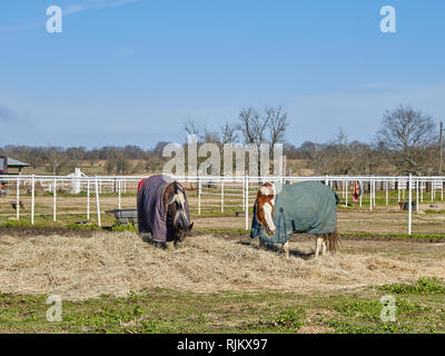 Zwei Pferde tragen bei kaltem Wetter oder im Winter decken Heu essen in einem eingezäunten Coral in ländlichen Alabama, USA. Stockfoto