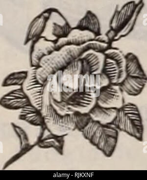. Barnard's Samen, Blumenzwiebeln, Stauden 1918. Samen Samen Kataloge Kataloge; Gemüse; Blumen Samen Samen Kataloge Kataloge; Obst; Baumschulen (Gartenbau) Kataloge. Düngemittel übernehmen wir aber eines Grades FERTILIZERâTHE am besten. Spezielle Angebote an grossen Kunden. Preise VORBEHALTLICH ÄNDERUNGEN DES MARKTES RICHTUNGEN FOB ANWENDUNG niemals Dünger mit tlie Saatgut. Stellen Sie sicher, und die Arbeit der Dünger in den Boden so gründlich wie möglich. Denken Sie daran, dass in allen Fällen eine gründliche Pflege der Dünger, um die besten Ergebnisse zu ermöglichen. Auch, dass es die Wurzeln der Pflanze, die die pflanzliche Nahrung nehmen, Stockfoto