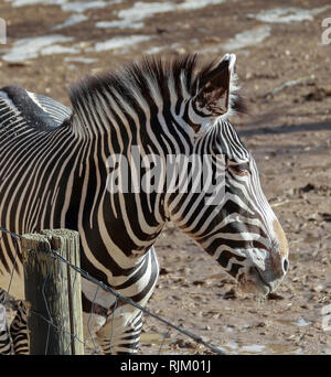 Nahaufnahme Zebra Kopf in Denver Zoo, winter day Stockfoto