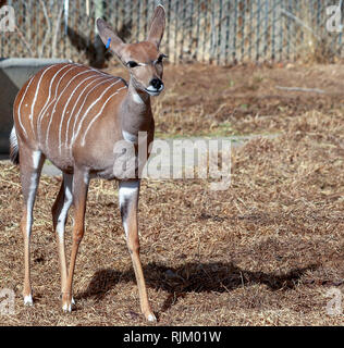 Weniger Kudu (tragelaphus Imberbis), eine Antilope aus den Wäldern von Ostafrika, in Denver Zoo Stockfoto