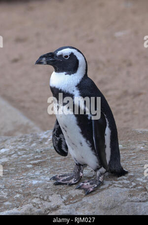 Afrikanische Pinguin (Spheniscus demersus), auch als die brillenpinguine oder Schwarz-füßiges Pinguin in Denver Zoo bekannt Stockfoto