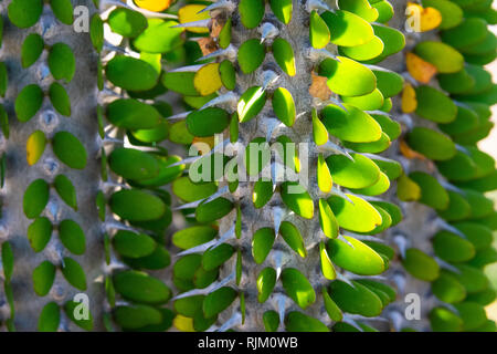 Kaktus Pflanze mit grünen Blätter und Dornen (alluaudia procera) - closeup Bild abstrakt hintergrund Textur, natürliche wallpaper Stockfoto