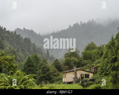 Rinder weiden in der Nähe der verlassenen Haus, unter misty Forest Hills. Elsdon Beste lebte in einem Haus an diesem Standort. Heipipi, Highway 38, Te Urewera, Neuseeland Stockfoto