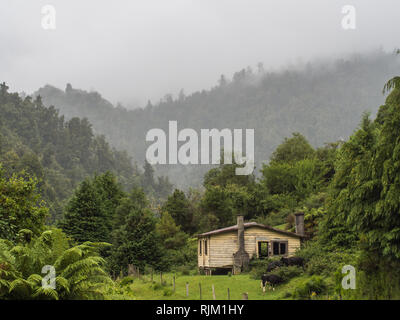 Rinder weiden in der Nähe von einem verlassenen Haus unter misty Forest Hills. Elsdon Beste lebte in einem Haus an diesem Standort. Heipipi, Highway 38, Te Urewera, Neuseeland Stockfoto