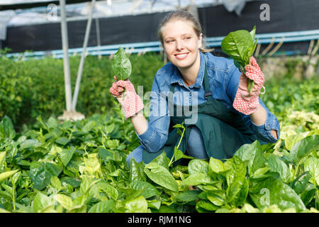 Positive weibliche Gärtner in Schürze arbeiten mit schleichenden Spinat im Treibhaus. Stockfoto