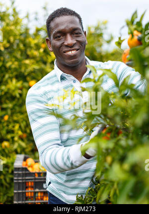 Lächelnd Afro-amerikanische farmer Ernte reif mandarin Orangen auf zitrusplantage Stockfoto