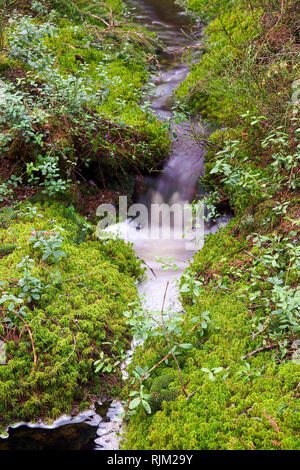 Wald Creek Stockfoto