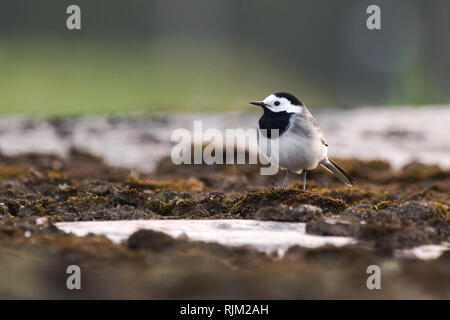 Bachstelze Stockfoto