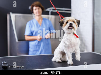 Portrait von süßen Bichon havaneser am Tisch für die Pflege auf dem Hintergrund mit weiblichen groomer in Salon für Hunde Stockfoto