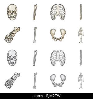 Schädel, Oberschenkel, Rippen, Wirbelsäule, Fuß, Hüfte, Skelettmuskulatur, Tod, Cage, Chiropraktik, Knöchel, Bony, gemeinsame, wissenschaftliche, Monster, Bein, Xray, Backbone, gesund, Becken, Skelett, das Böse, die Knie, Körper, Wirbelsäule, Podologie, Chirurgie, System, Horror, Schienbein, Osteoporose, Medizin, Klinik, Biologie, Medizin, Knochen, Skelett, Anatomie, menschliche Organe, Set, Vector, Icon, Illustration, isoliert, Sammlung, Design, Element, Grafik, Vektor, Vektoren, Stock Vektor