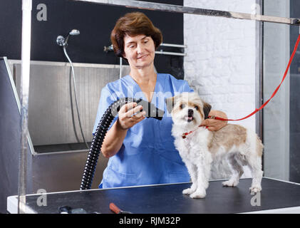 Ältere weibliche groomer trocknen Haar von havaneser Welpen nach dem Waschen in PET-Salon Stockfoto