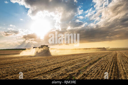 Mähdrescher arbeiten auf einem Weizenfeld. Mähdrescher in Aktion auf Weizenfeld. Stockfoto