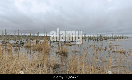 Tote Bäume in der Peene. Toten Wald in einem Wasser. Tote Bäume in einem Sumpf. Tote Bäume im Wasser. Deutschland Stockfoto