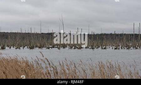 Tote Bäume in der Peene. Toten Wald in einem Wasser. Tote Bäume in einem Sumpf. Tote Bäume im Wasser. Deutschland Stockfoto