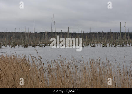 Tote Bäume in der Peene. Toten Wald in einem Wasser. Tote Bäume in einem Sumpf. Tote Bäume im Wasser. Deutschland Stockfoto