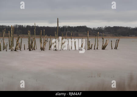 Tote Bäume in der Peene. Toten Wald in einem Wasser. Tote Bäume in einem Sumpf. Tote Bäume im Wasser. Deutschland Stockfoto