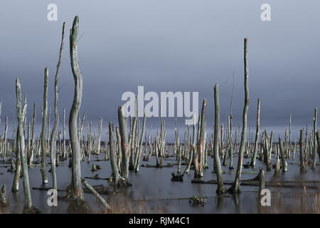 Tote Bäume in der Peene. Toten Wald in einem Wasser. Tote Bäume in einem Sumpf. Tote Bäume im Wasser. Deutschland Stockfoto