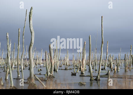 Tote Bäume in der Peene. Toten Wald in einem Wasser. Tote Bäume in einem Sumpf. Tote Bäume im Wasser. Deutschland Stockfoto