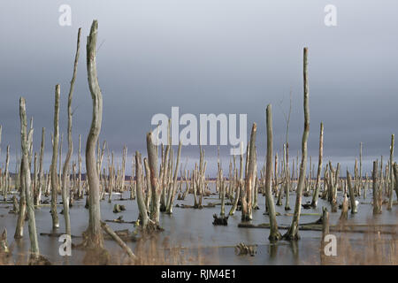 Tote Bäume in der Peene. Toten Wald in einem Wasser. Tote Bäume in einem Sumpf. Tote Bäume im Wasser. Deutschland Stockfoto