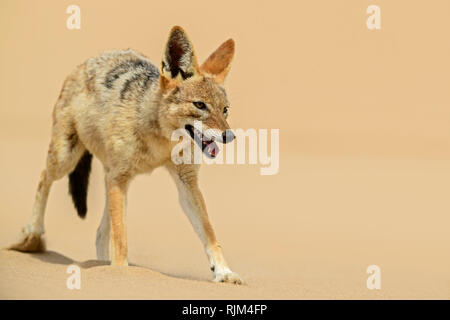 Black-backed Jackal - Canis mesomelas, schöne junge schakal Entsendung in den Sand der Namib Wüste, Walviss Bay, Namibia Stockfoto