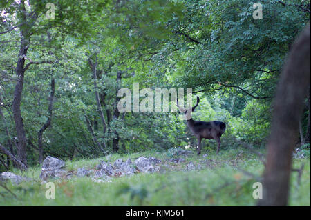 Rotwild in der Nähe des Dorfes Porazina Insel Cres Kroatien Stockfoto
