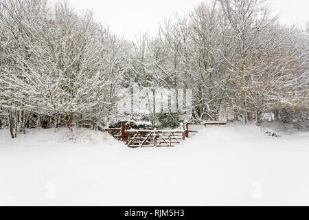 Schnee bedeckt Tor und Bäume nach starkem Schneefall im Edington, Wiltshire, England, UK. Februar 2019 Stockfoto