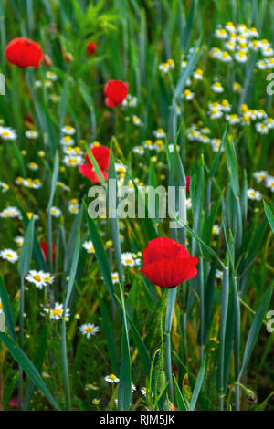 Poppy und Daisy Flowers im Feld. schöne Natur Hintergrund. Die Aussicht von oben Stockfoto