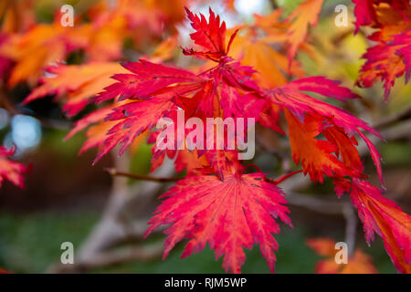 Rot Lüfter Ahorn im Herbst Wald Stockfoto