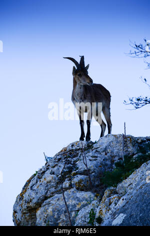 Wild Steinböcke auf der Piste von Comares, Axarquia, Malaga, Spanien Stockfoto