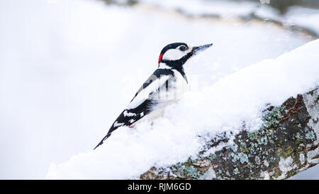 Der Buntspecht (Dendrocopos major), auf einem schneebedeckten Zweig in der OAKTREE Stockfoto