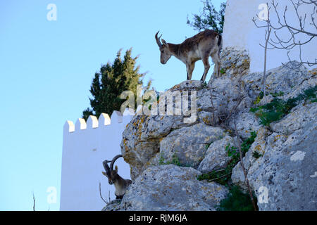 Wild Steinböcke auf der Piste von Comares, Axarquia, Malaga, Spanien Stockfoto