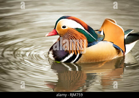 Mandarinente Closeup in Farbe Stockfoto