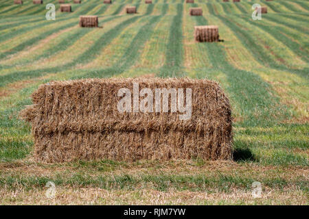 Frisch zubereitete Heuballen liegen in einem Feld bereit unter den grünen Zeilen gestapelt werden Stockfoto